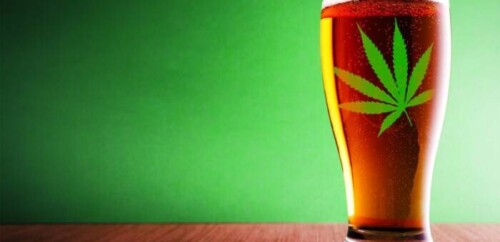 marijuana-beer-500x242 CBD Infused Drinks – A New Way to Relax and Rejuvenate  